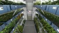 太空黄瓜揭示了植物如何感知重力