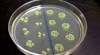 NASA发射E。大肠杆菌进入太空研究抗生素耐药性，最低剂量杀灭细菌