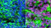 研究人员将干细胞转化为神经细胞，并具有触觉